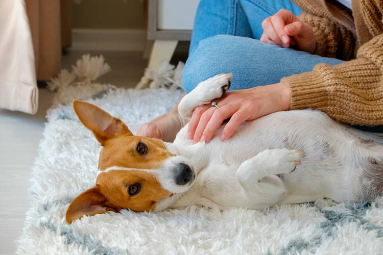 Yeast Infection On Dog s Skin Signs Causes Treatment Vetniqu Vetnique Labs